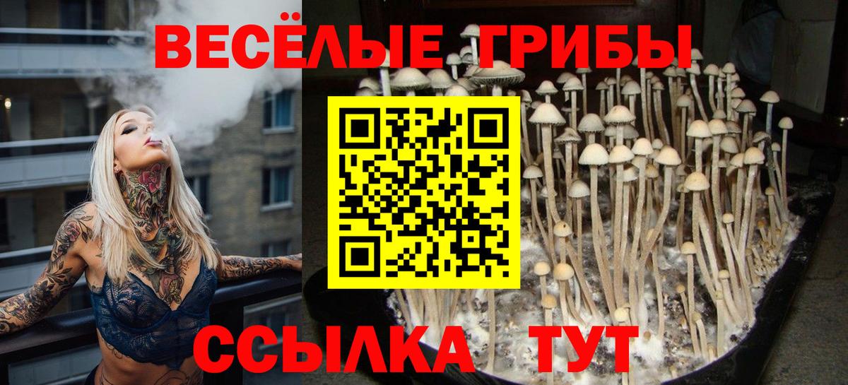 Галлюциногенные грибы Psilocybine cubensis Краснодар